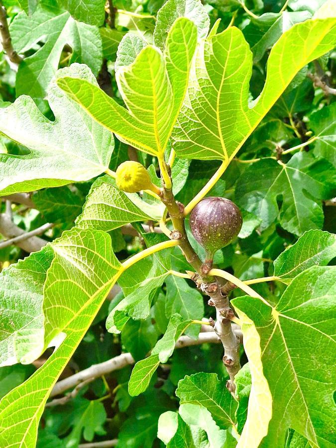 לינה וארוחת בוקר Douar Akkara Le Domaine De Carole Marrakech מראה חיצוני תמונה